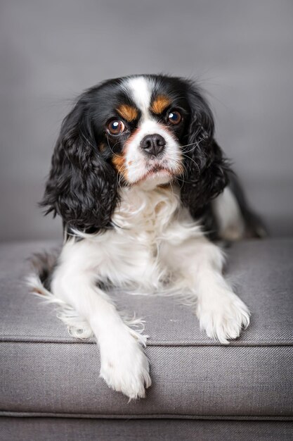 Portrait of cavalier kings charles spaniel