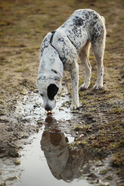 屋外の中央アジアの羊飼い犬の肖像画