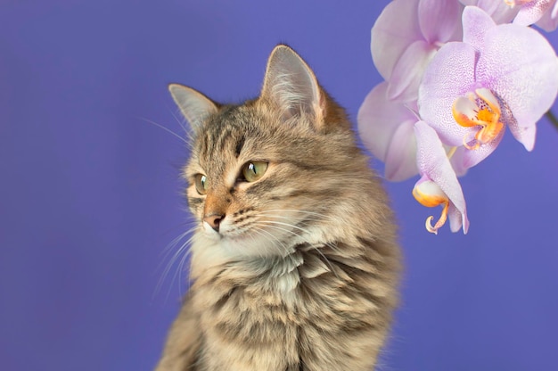 Portrait of a charming gray striped cat on a purple background The concept of pets Funny cat with a flower Blank for advertising poster sale veterinary clinic Space for copying Curious pet