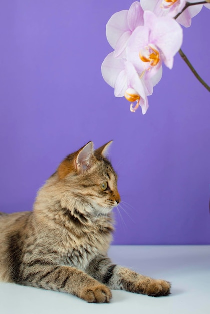 紫色の背景に魅力的な灰色の縞模様の猫の肖像画 ペットの概念 花を持つ面白い猫 広告販売のための空白 獣医クリニック コピー用のスペース 好奇心旺盛なペット 垂直位置