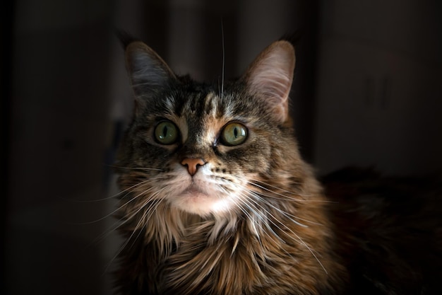 Portrait of a charming Maine Coon cat Favorite pets