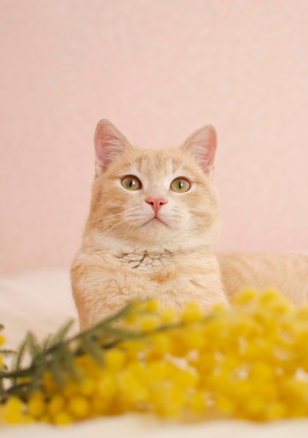 黄色の花の中の魅力的な赤い猫の肖像画 家で居心地の良い春の朝 晴れた春の日に花に囲まれた猫 選択と集中 縦の写真