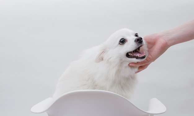 魅力的な白いポメラニアン犬の肖像画が水浴びをしている テキスト広角の水平方向の壁紙やウェブバナーのためのスペースを作る
