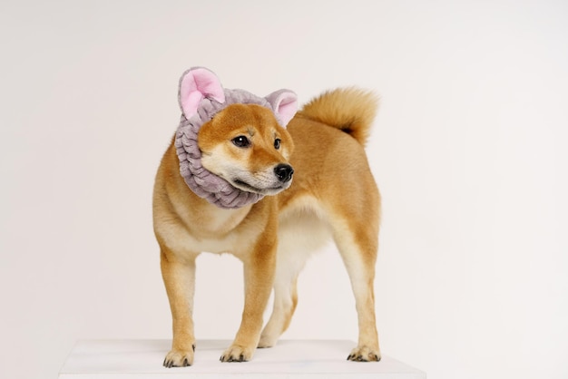 Portrait of cheerful red shiba inu dog in pink headband with cat ears posing in the studio against a...