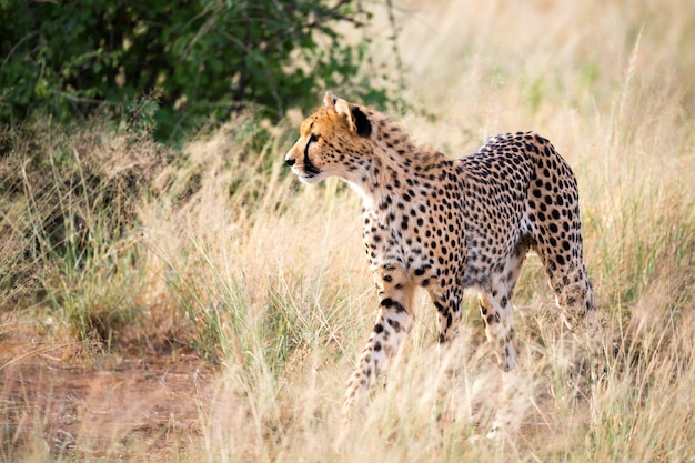 A portrait of a cheetah in the grass landscape