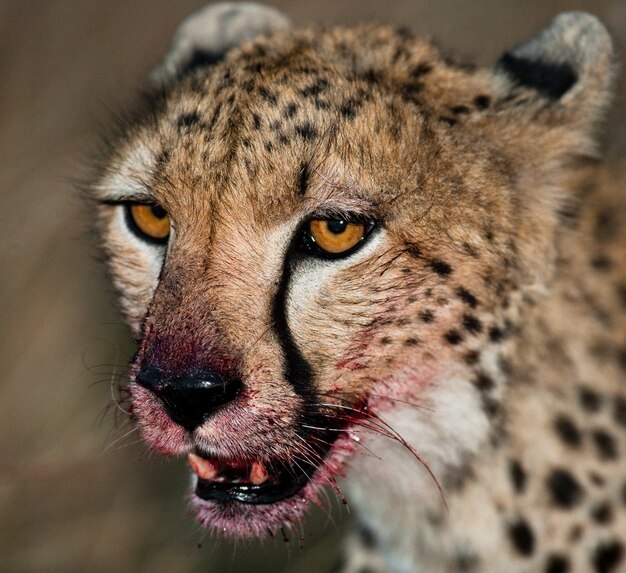 Portrait of a cheetah.