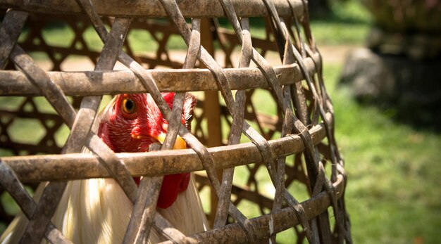 Photo portrait of chicken in cage