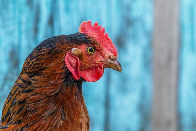 Photo portrait of a chicken in profile close up