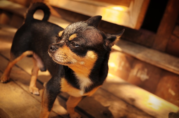 Portrait of chihuahua dog. Chihuahua dog black color outdoor.