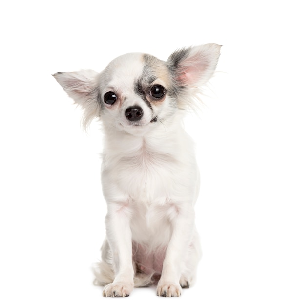 Portrait of a Chihuahua dog sitting in front of a white background