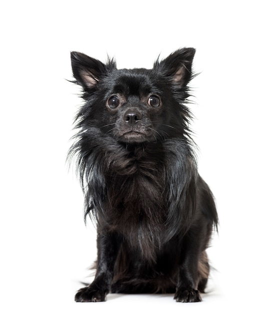 Portrait of a Chihuahua dog sitting in front of a white background