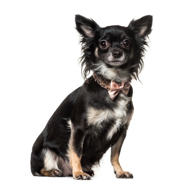 Portrait of a Chihuahua dog sitting in front of a white background