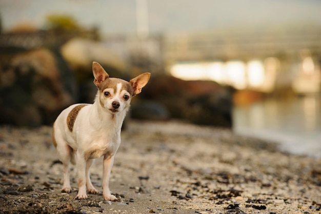 在泥路上站立的Chihuahua狗的肖像