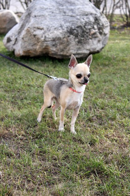 Foto ritratto di un chihuahua sul campo