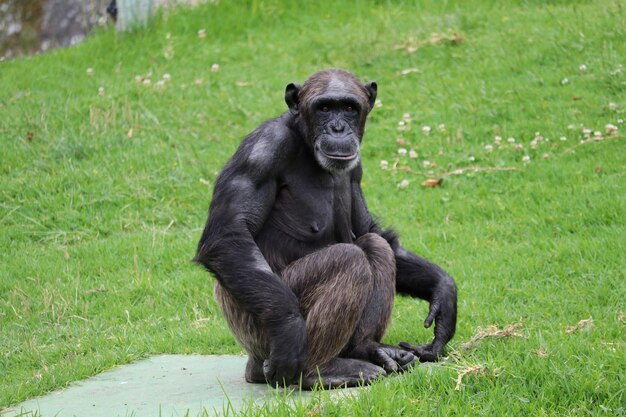 Photo portrait of chimpanzee on grassy field at zoo