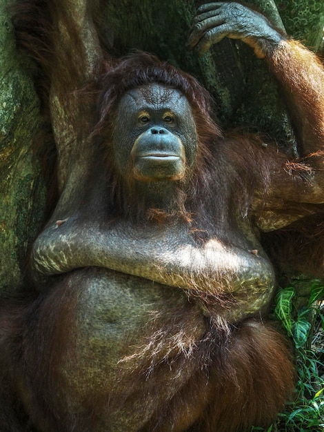 portrait of chimpanzee