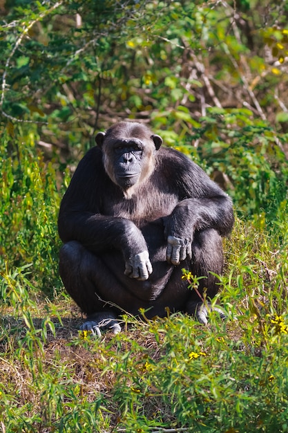 Portrait of a chimpanzee