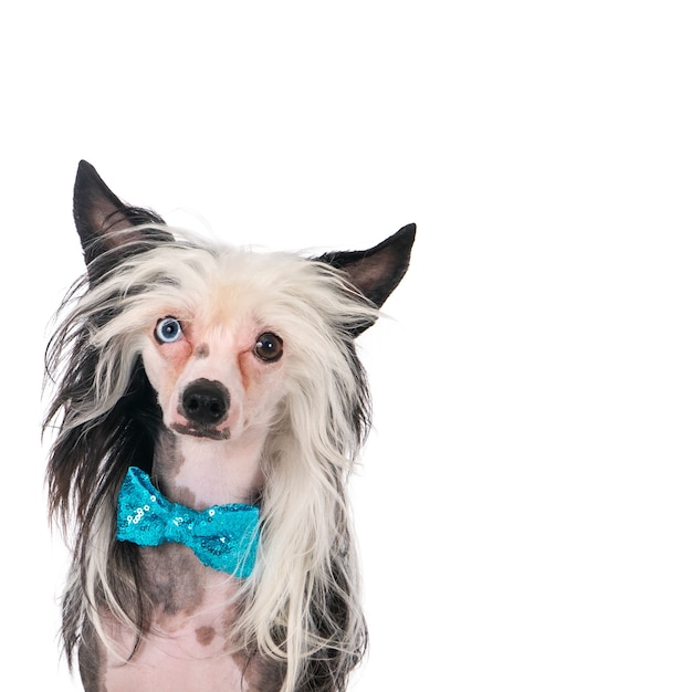 Portrait of a Chinese crested dog with a blue bow tie.