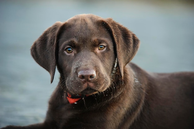 チョコレートラブラドール犬の子犬の肖像画