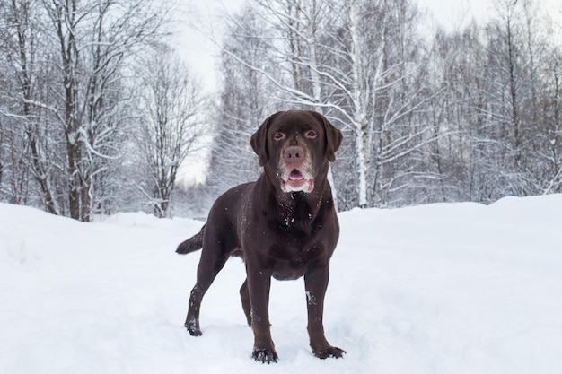 Portrait of chocolate labrador retriever dog standing in the
snow