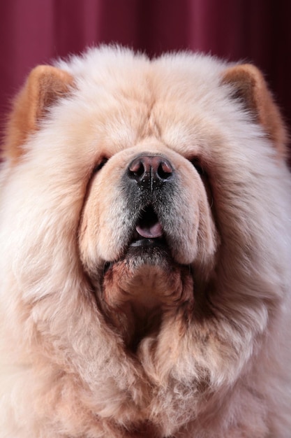 Chow Chow dog, Canis lupussimilaris의 초상화