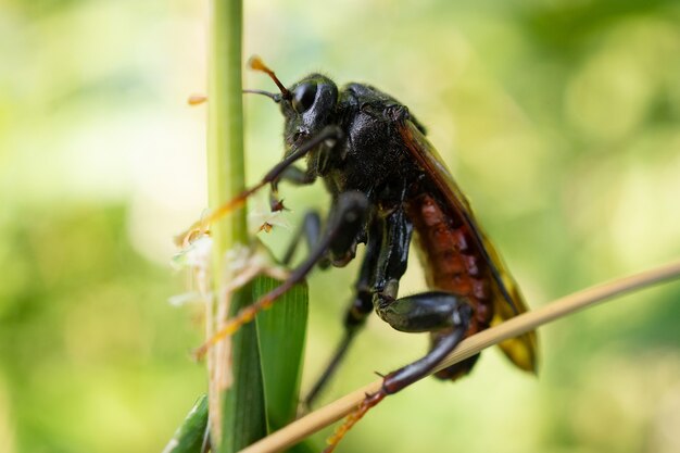 Portrait of Cimbex femoratus