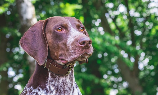 Portrait close-up of dog breed german shorthaired pointer against green trees in the woods