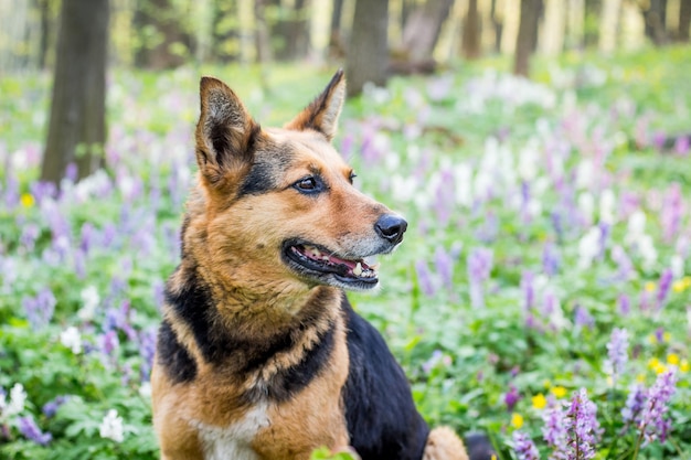 Portrait of a close-up dog in a spring forest on a background of flowers