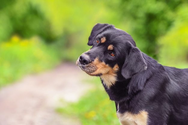 夏の屋外で犬の肖像画のクローズアップ