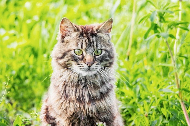 Portrait of a close-up of a gray fluffy cat against a background of green grass_