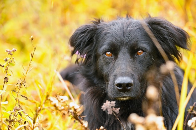 Closeup ritratto di cane nero su sfondo autunnale orizzontale all'aperto