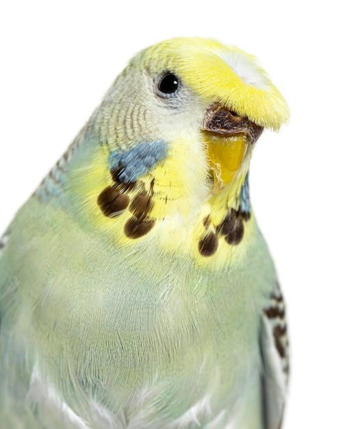 Budgerigar 회색 볏 머리에 고립의 초상화 근접 촬영