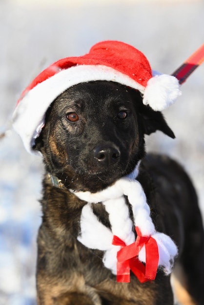 Portrait closeup of dog in santa hat on snow background