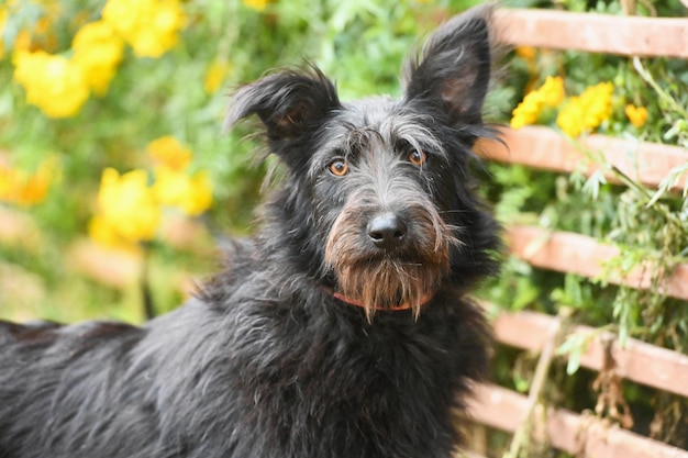 Portrait closeup of dog on summer background Horizontal Outdoors