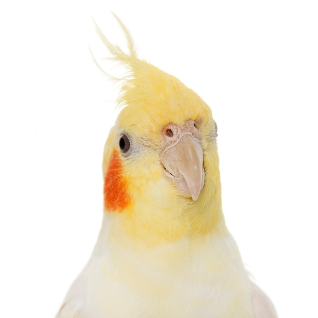 portrait of cockatiel