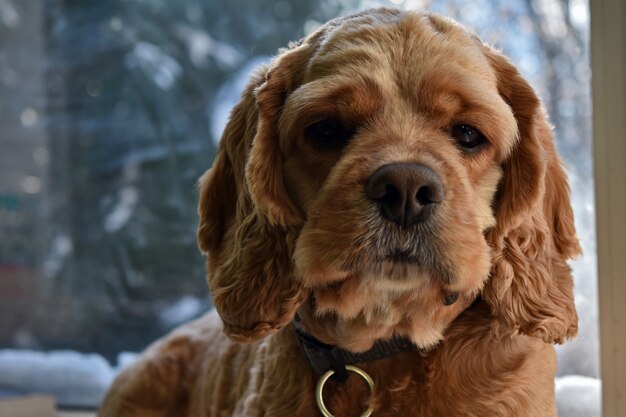 自宅でコッカースパニエル犬の肖像画