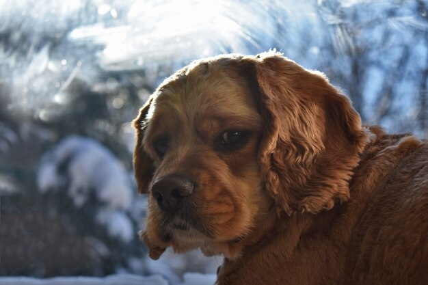 Portrait of a Cocker Spaniel Dog at Home