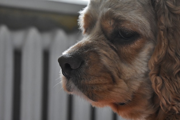 Ritratto di un cane cocker spaniel a casa