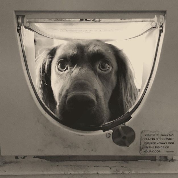 Foto ritratto di un cocker spaniel che guarda in una lavatrice