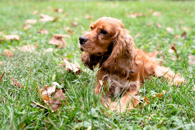 Photo portrait of cocker spaniel outdoors