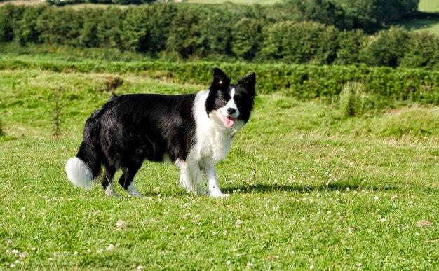 Photo portrait of collie dog in park