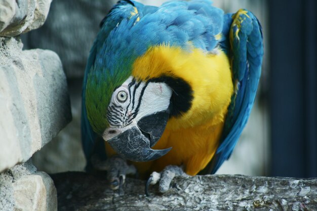 Photo portrait of colored parrot in a zoo