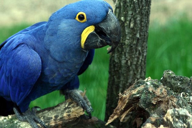 portrait of colored parrot in a zoo