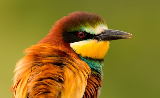 Portrait of a colorful bird