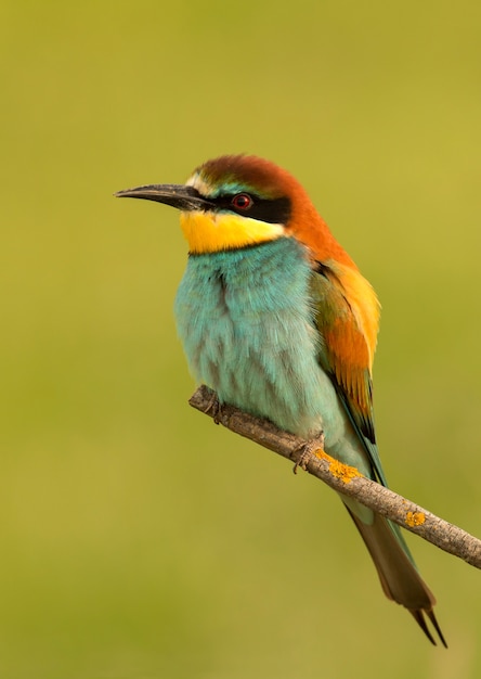 Portrait of a colorful bird 