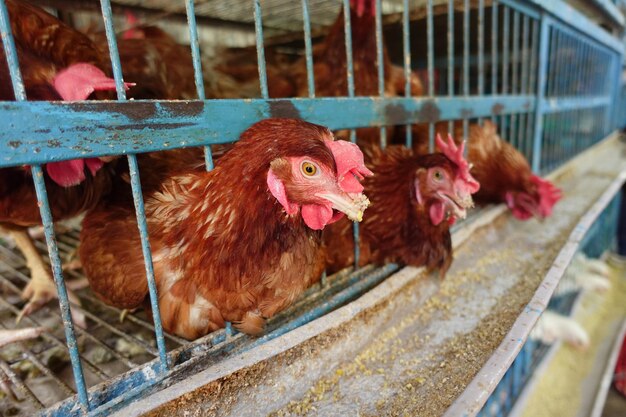 Foto ritratto di un gallo colorato da vicino