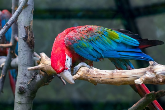 Portrait of colorful Scarlet Macaw parrot against wooden branches background.