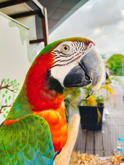 화려한 Scarlet Macaw 앵무새 집 애완 동물의 초상화가 호기심 많은 얼굴을 닫습니다.