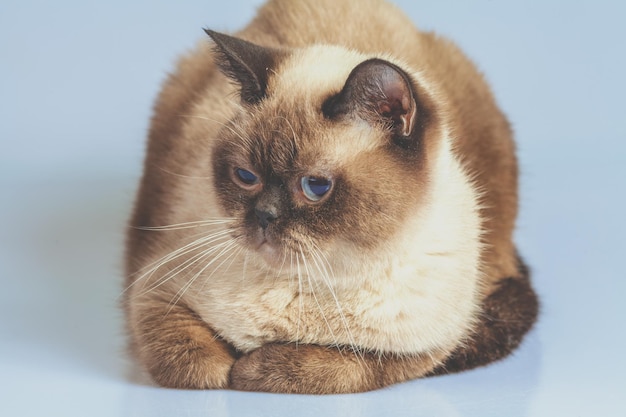 Portrait of the colorpoint British Shorthair cat