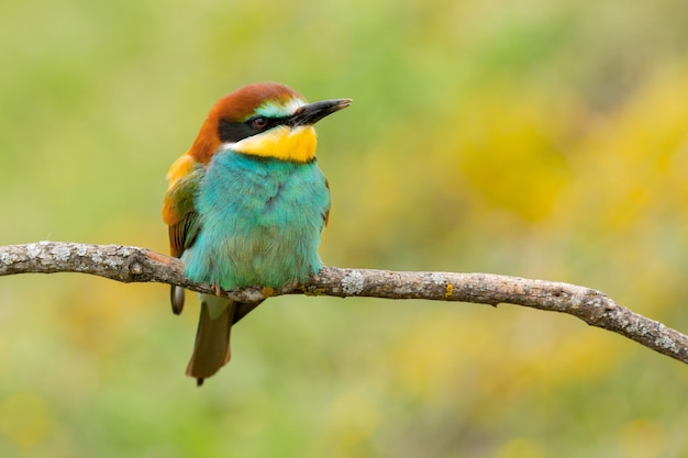 Portrait of a colourful bird  